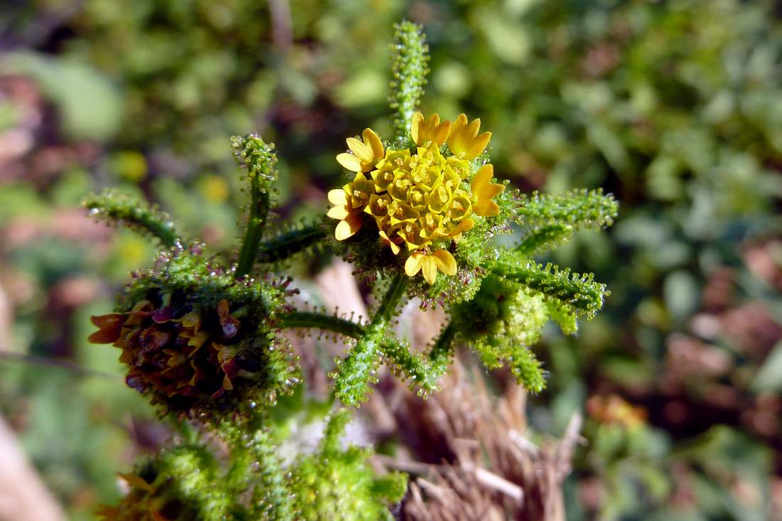 Siegesbeckia orientalis